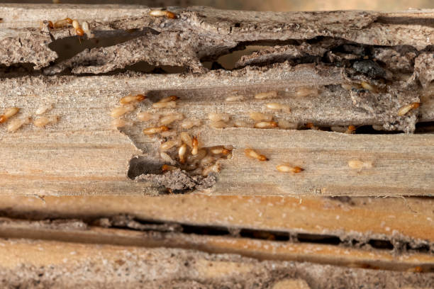 Best Pest Control Near Me  in Wynnewood, OK
